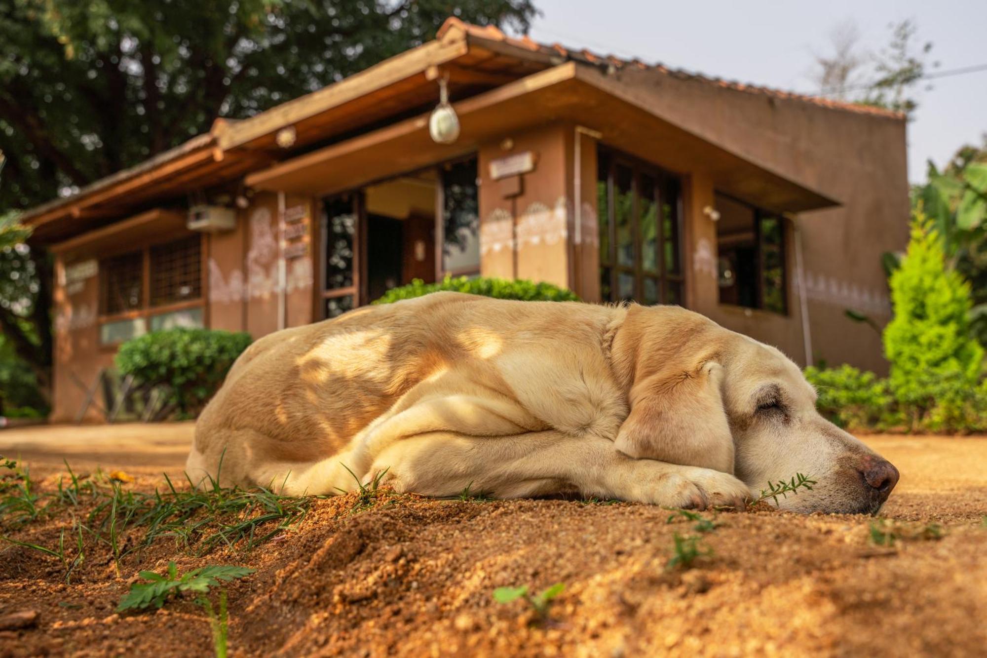 Leo Wooden Resorts Hampi Exterior photo